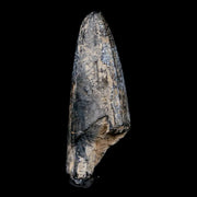 2.4" Sarcosuchus Imperator Crocodile Fossil Tooth Elrhaz FM Cretaceous Niger COA