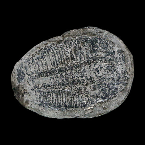 1" Elrathia Kingi Trilobite Fossil Utah Cambrian Age 521 Million Years Old COA - Fossil Age Minerals