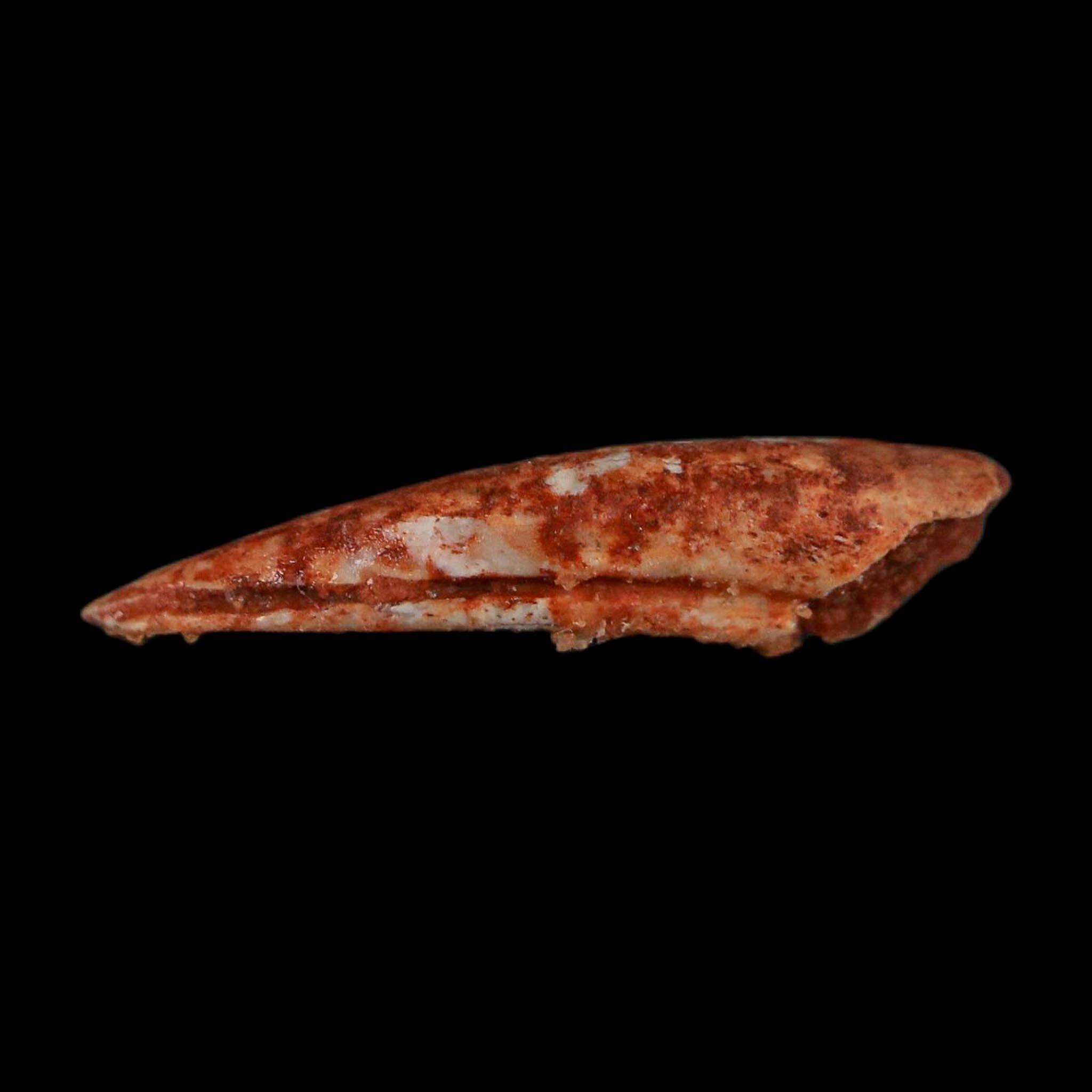 0.7" Dromaeosaurid Raptor Fossil Claw Cretaceous Age Dinosaur COA, Display - Fossil Age Minerals