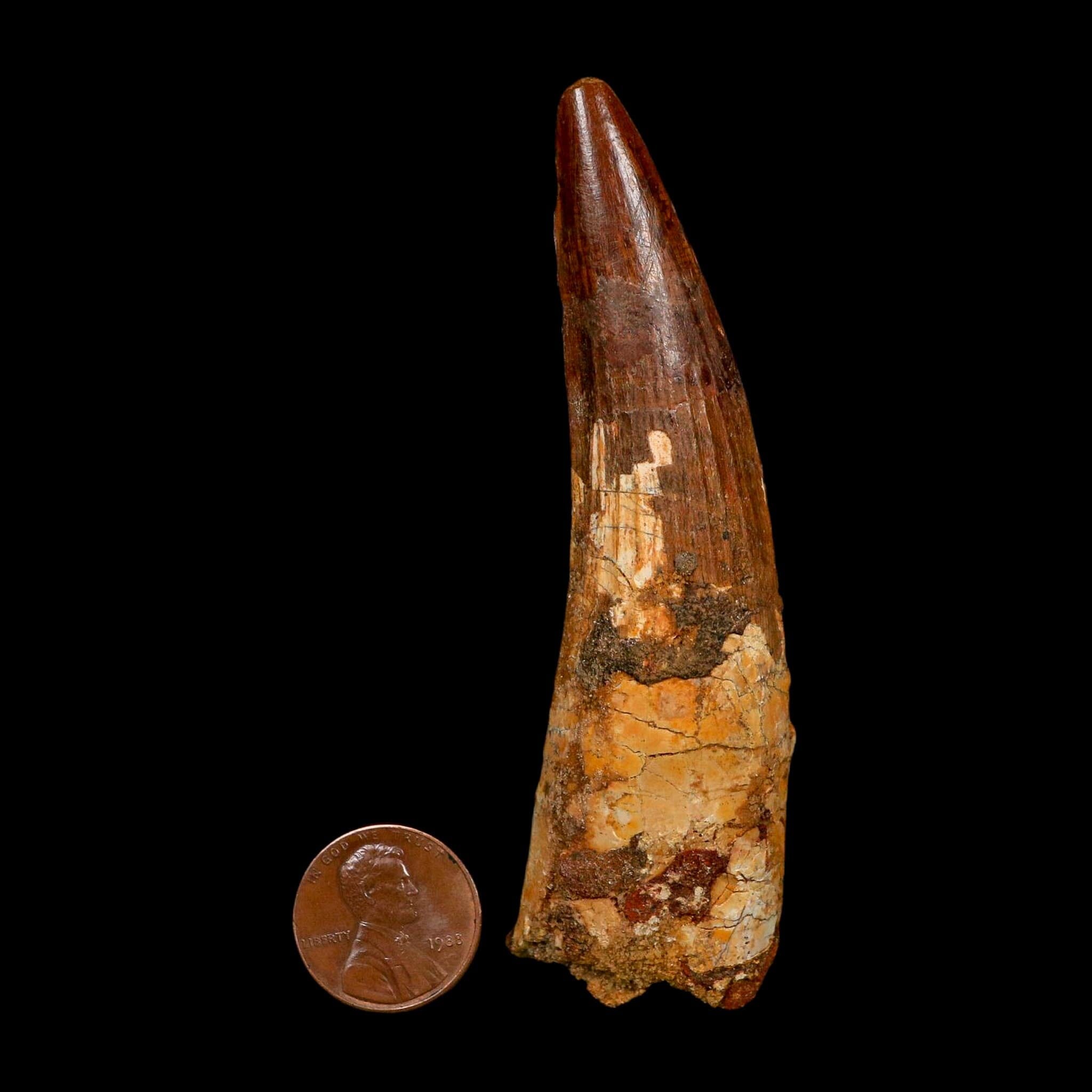 XL 3.6" Spinosaurus Fossil Tooth 100 Million Years Old Cretaceous Dinosaur COA