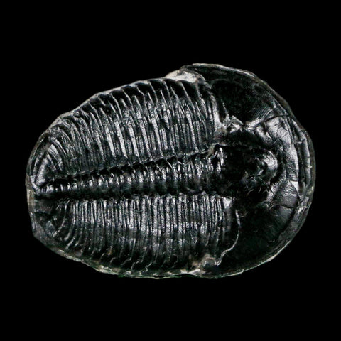1" Elrathia Kingi Trilobite Fossil Utah Cambrian Age 521 Million Years Old COA - Fossil Age Minerals