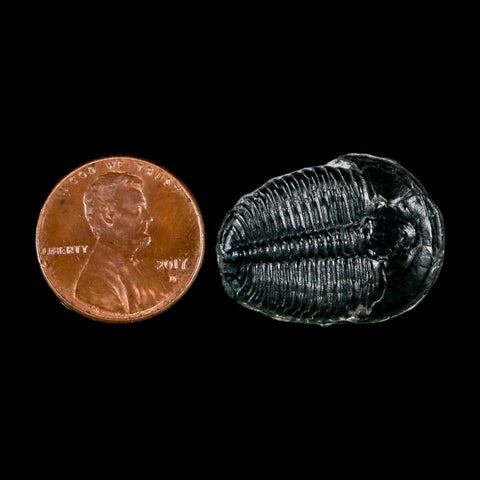 1" Elrathia Kingi Trilobite Fossil Utah Cambrian Age 521 Million Years Old COA - Fossil Age Minerals