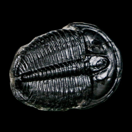 1" Elrathia Kingi Trilobite Fossil Utah Cambrian Age 521 Million Years Old COA