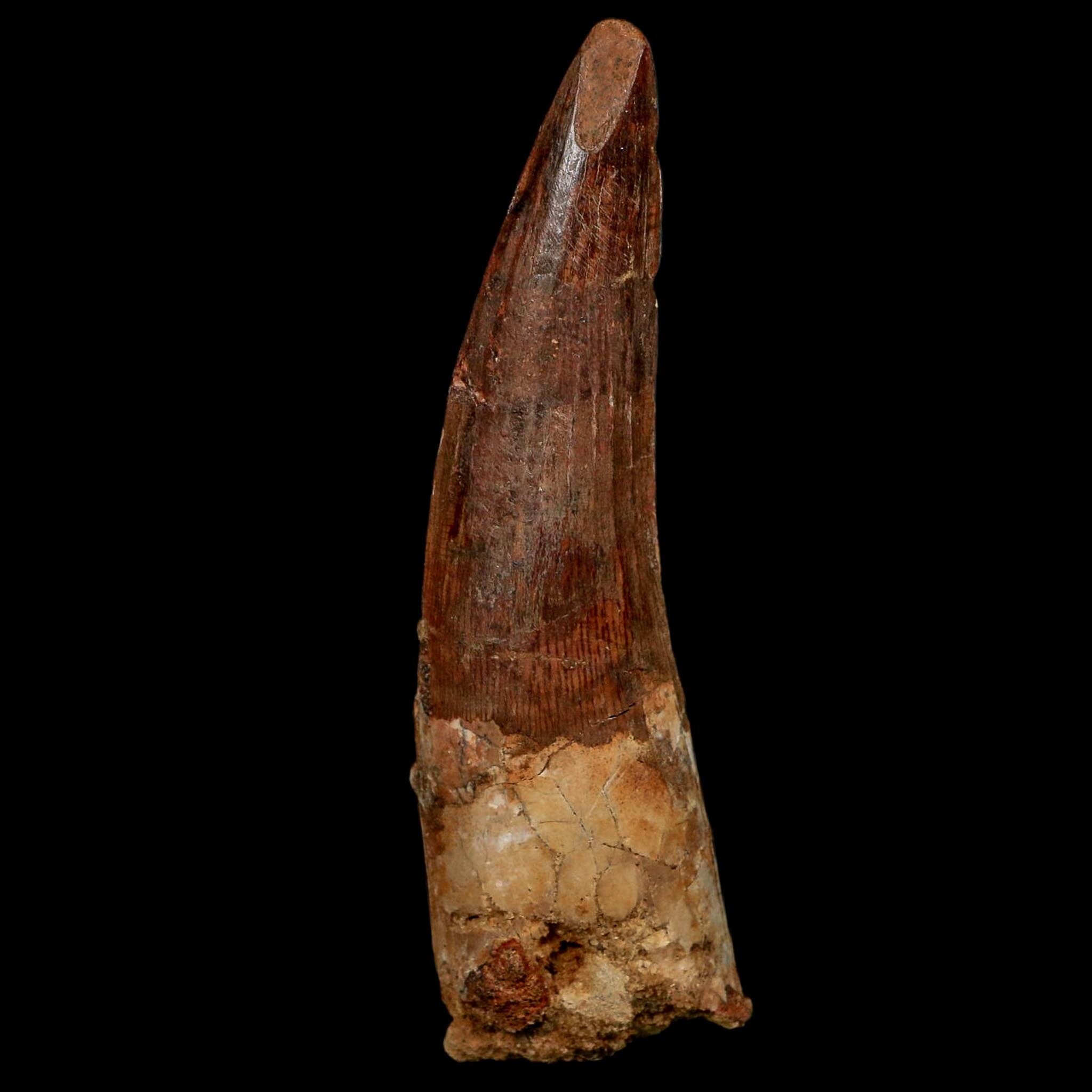 XL 3.6" Spinosaurus Fossil Tooth 100 Million Years Old Cretaceous Dinosaur COA
