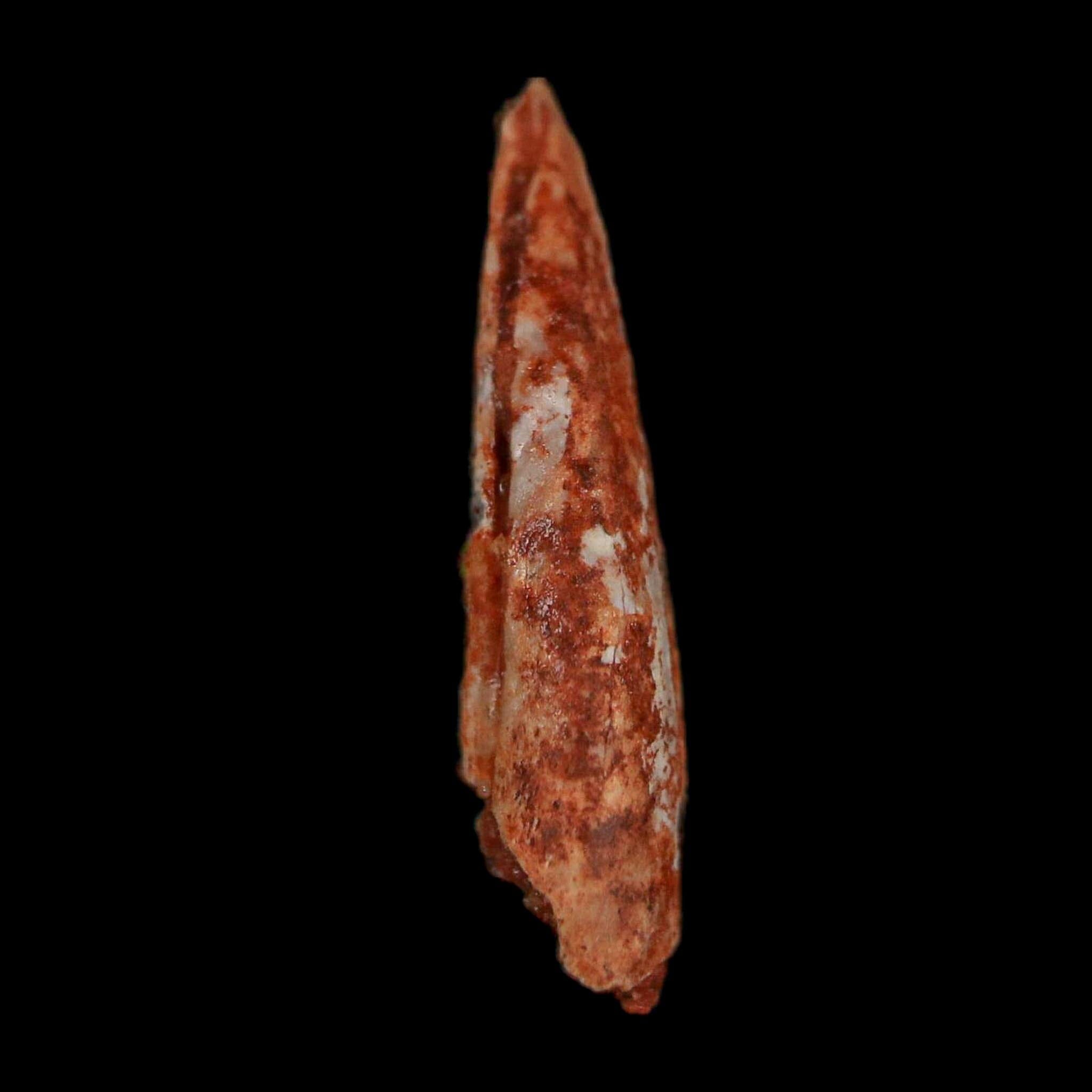 0.7" Dromaeosaurid Raptor Fossil Claw Cretaceous Age Dinosaur COA, Display - Fossil Age Minerals