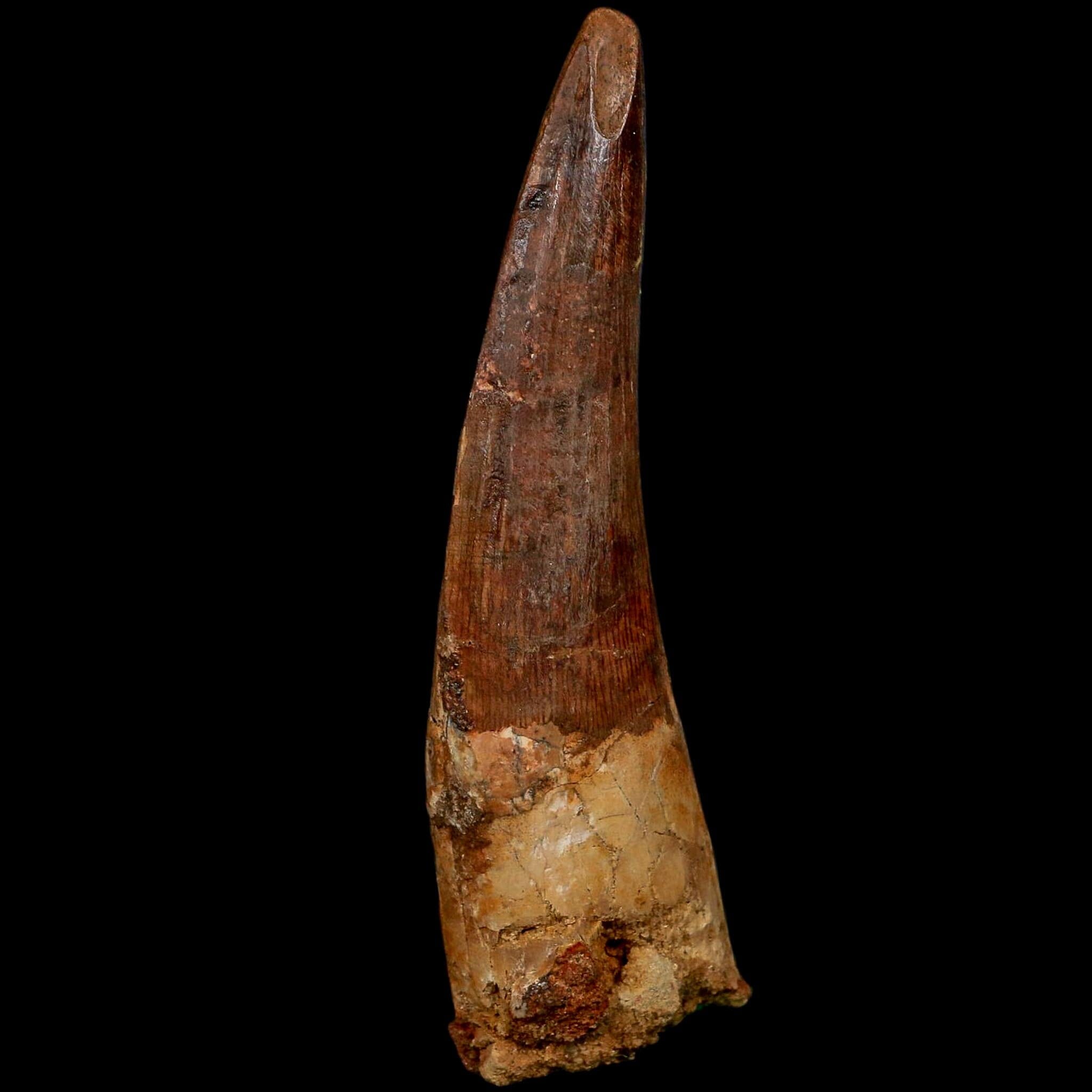 XL 3.6" Spinosaurus Fossil Tooth 100 Million Years Old Cretaceous Dinosaur COA