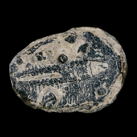 1" Elrathia Kingi Trilobite Fossil Utah Cambrian Age 521 Million Years Old COA - Fossil Age Minerals