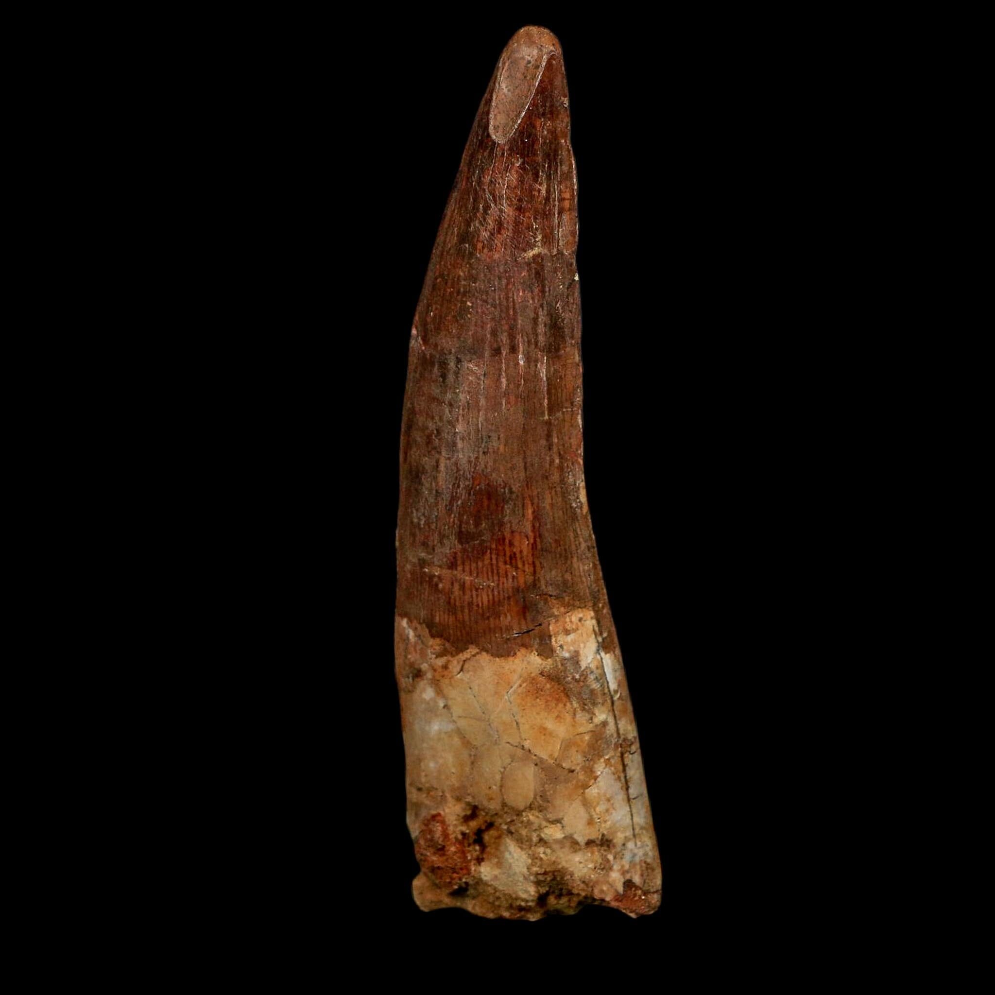 XL 3.6" Spinosaurus Fossil Tooth 100 Million Years Old Cretaceous Dinosaur COA