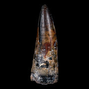 2.3" Sarcosuchus Imperator Crocodile Fossil Tooth Elrhaz FM Cretaceous Niger COA