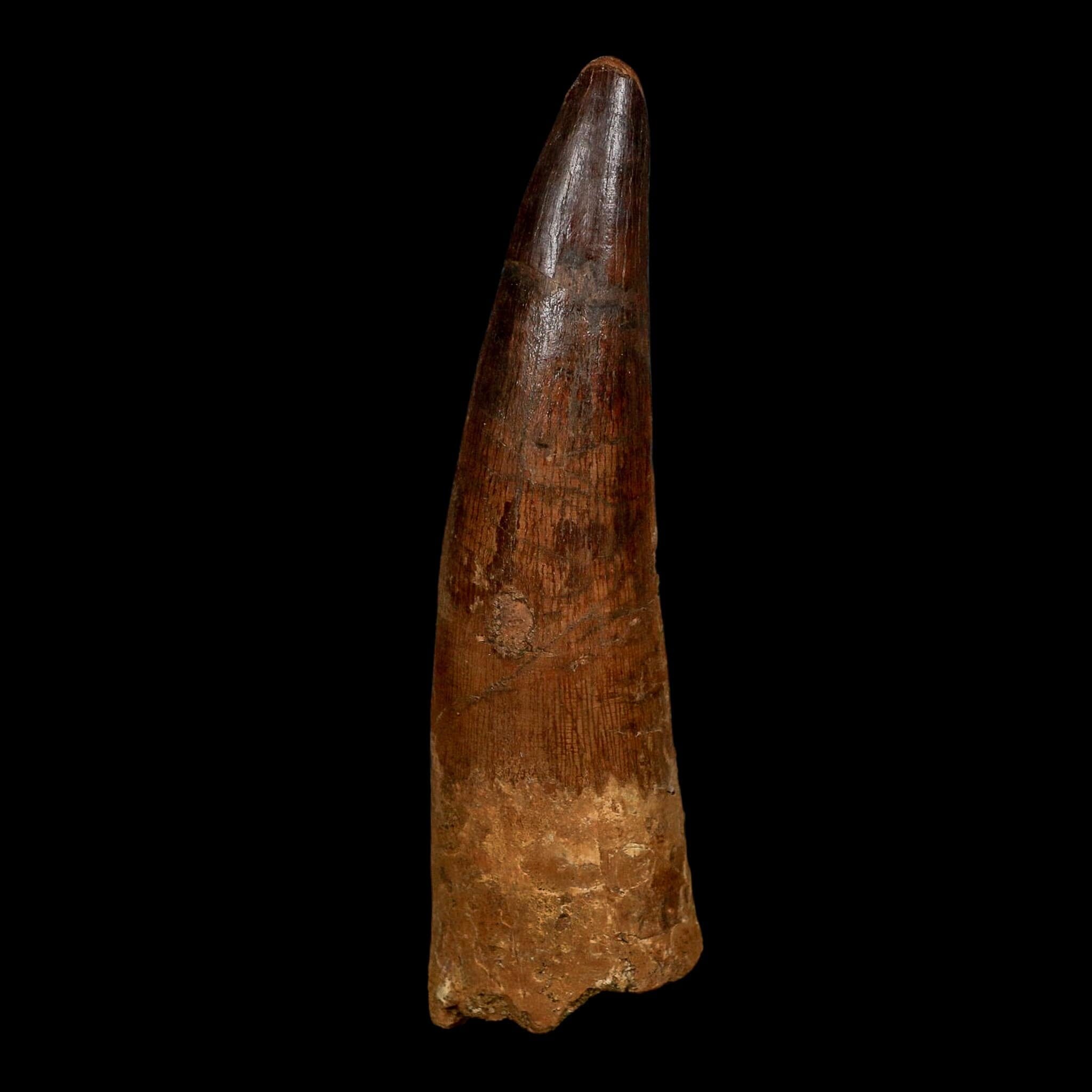 XL 3.7" Spinosaurus Fossil Tooth 100 Million Years Old Cretaceous Dinosaur COA