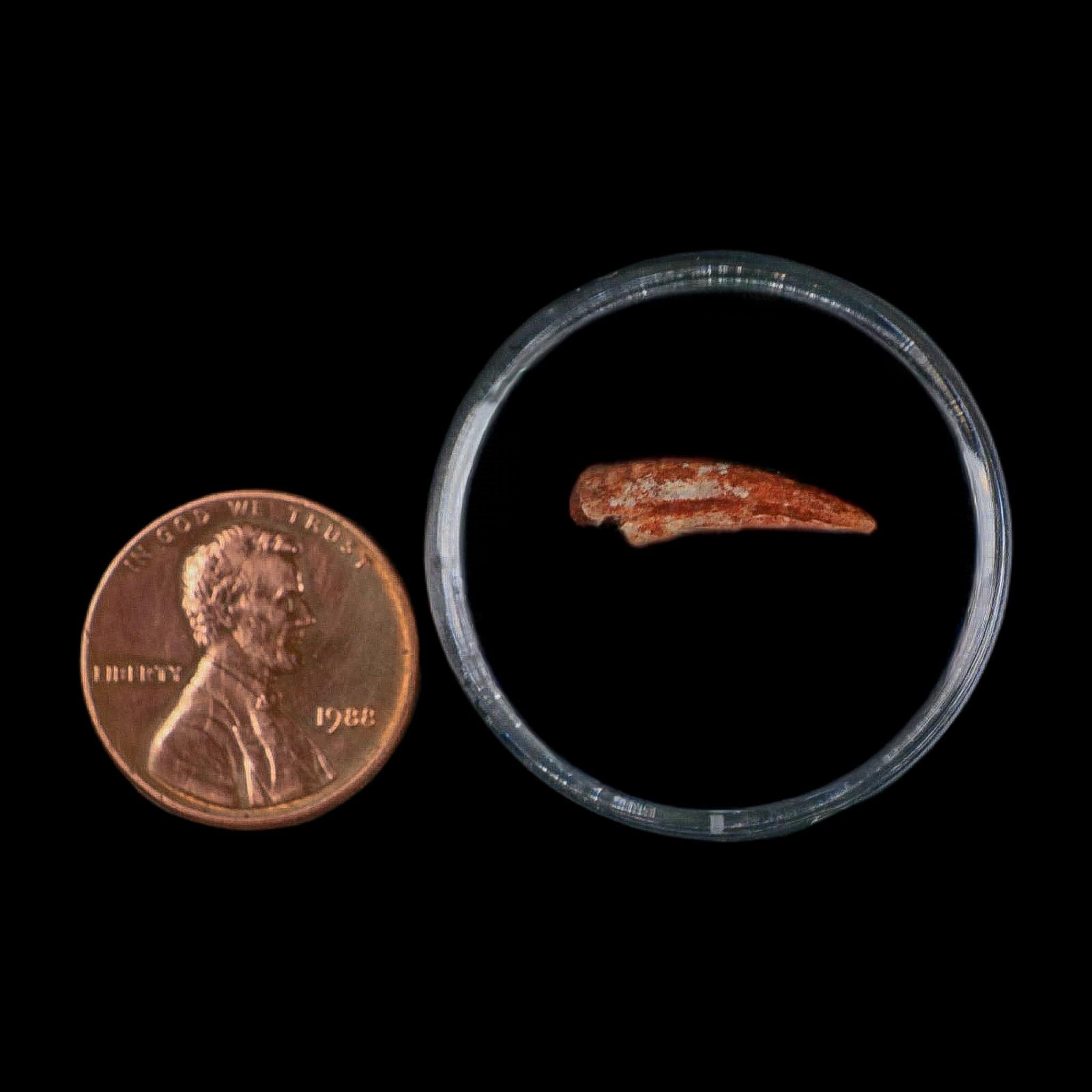 0.7" Dromaeosaurid Raptor Fossil Claw Cretaceous Age Dinosaur COA, Display - Fossil Age Minerals