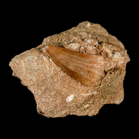 1.2" Mosasaur Baugei Fossil Tooth In Matrix Cretaceous Dinosaur Era COA