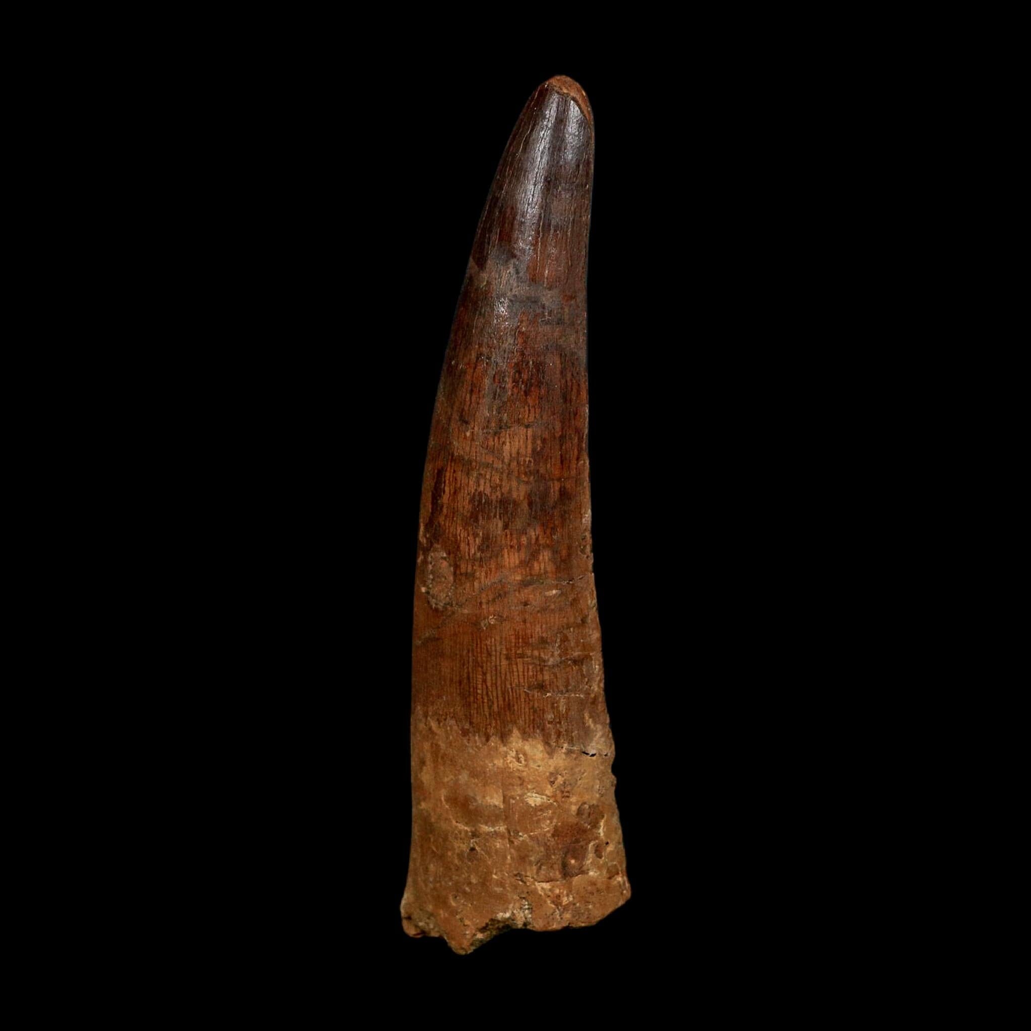 XL 3.7" Spinosaurus Fossil Tooth 100 Million Years Old Cretaceous Dinosaur COA