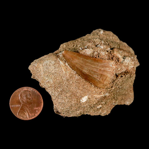 1.2" Mosasaur Baugei Fossil Tooth In Matrix Cretaceous Dinosaur Era COA - Fossil Age Minerals