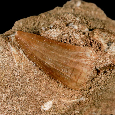 1.2" Mosasaur Baugei Fossil Tooth In Matrix Cretaceous Dinosaur Era COA