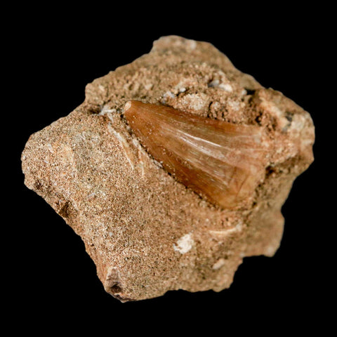 1.2" Mosasaur Baugei Fossil Tooth In Matrix Cretaceous Dinosaur Era COA - Fossil Age Minerals