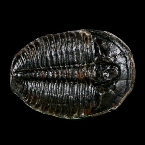 1.1" Elrathia Kingi Trilobite Fossil Utah Cambrian Age 521 Million Years Old COA - Fossil Age Minerals