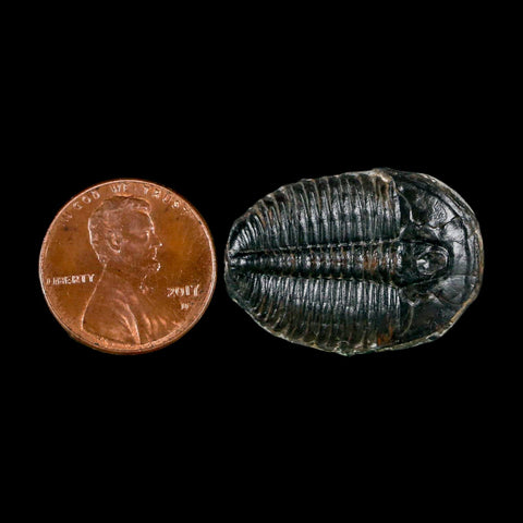 1.1" Elrathia Kingi Trilobite Fossil Utah Cambrian Age 521 Million Years Old COA - Fossil Age Minerals
