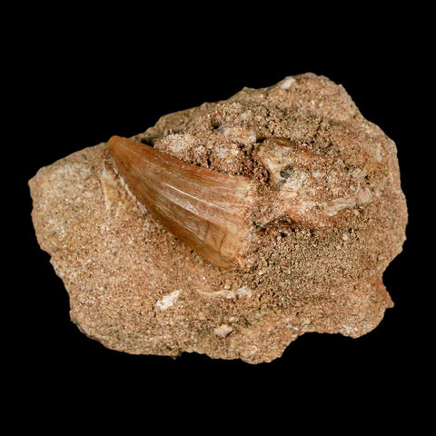 1.2" Mosasaur Baugei Fossil Tooth In Matrix Cretaceous Dinosaur Era COA - Fossil Age Minerals