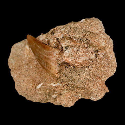 1.2" Mosasaur Baugei Fossil Tooth In Matrix Cretaceous Dinosaur Era COA - Fossil Age Minerals