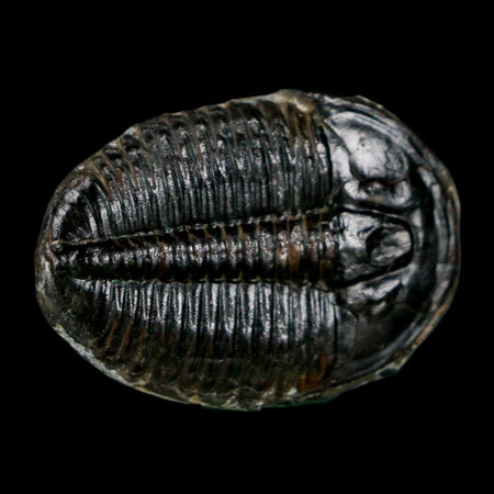 1.1" Elrathia Kingi Trilobite Fossil Utah Cambrian Age 521 Million Years Old COA