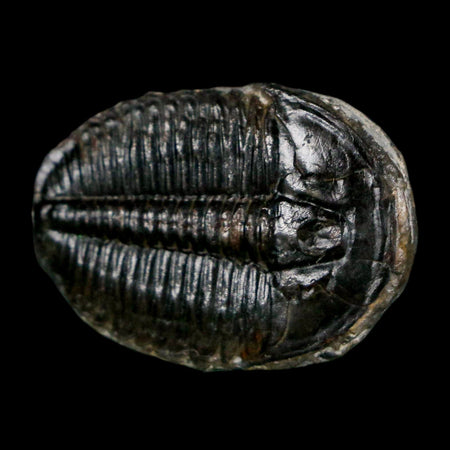1.1" Elrathia Kingi Trilobite Fossil Utah Cambrian Age 521 Million Years Old COA
