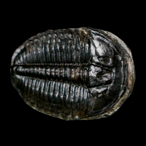 1.1" Elrathia Kingi Trilobite Fossil Utah Cambrian Age 521 Million Years Old COA - Fossil Age Minerals