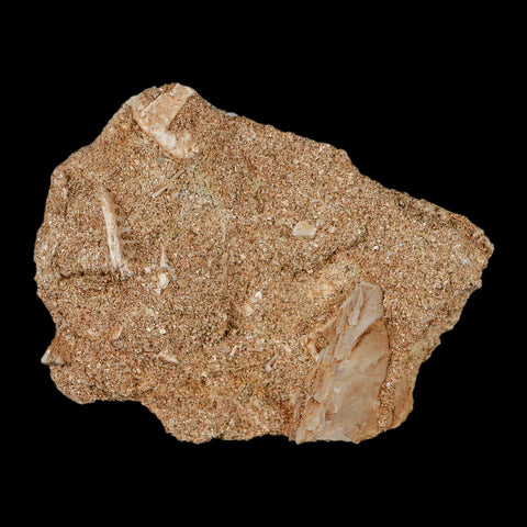 1.2" Mosasaur Baugei Fossil Tooth In Matrix Cretaceous Dinosaur Era COA - Fossil Age Minerals