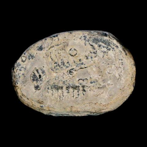 1.1" Elrathia Kingi Trilobite Fossil Utah Cambrian Age 521 Million Years Old COA - Fossil Age Minerals