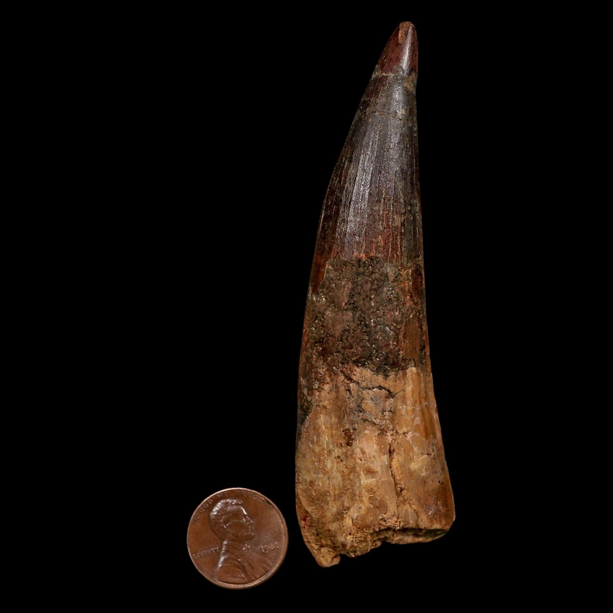 XL 4" Spinosaurus Fossil Tooth 100 Million Years Old Cretaceous Dinosaur COA