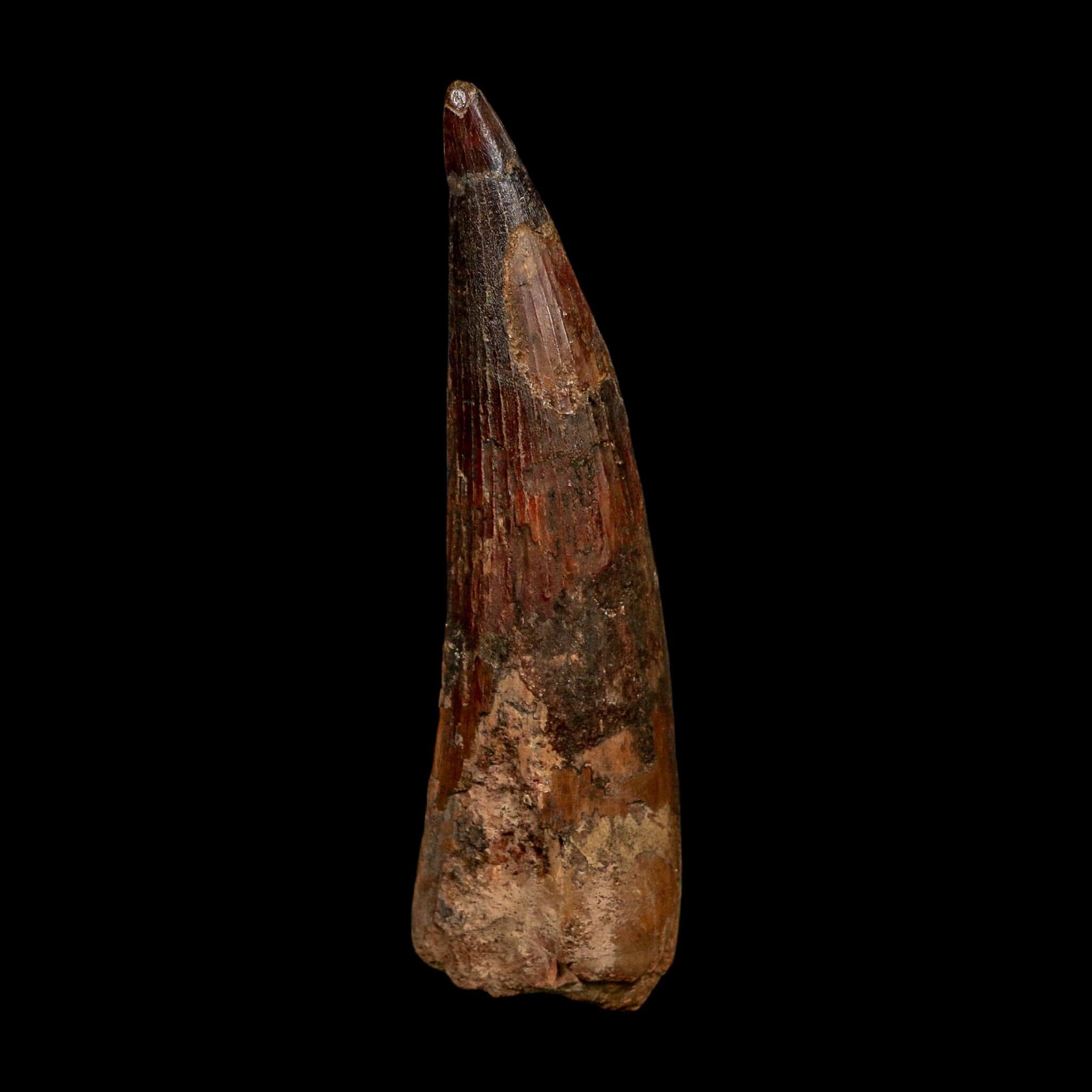 XL 4" Spinosaurus Fossil Tooth 100 Million Years Old Cretaceous Dinosaur COA