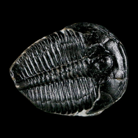 1.1" Elrathia Kingi Trilobite Fossil Utah Cambrian Age 521 Million Years Old COA - Fossil Age Minerals