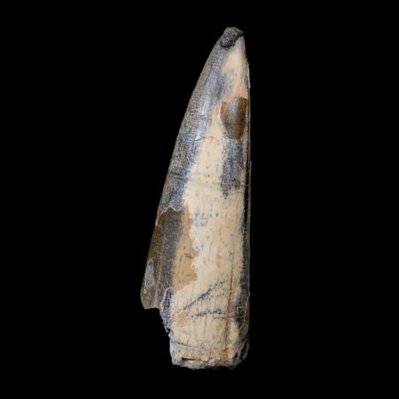 2.4" Sarcosuchus Imperator Crocodile Fossil Tooth Elrhaz FM Cretaceous Niger COA