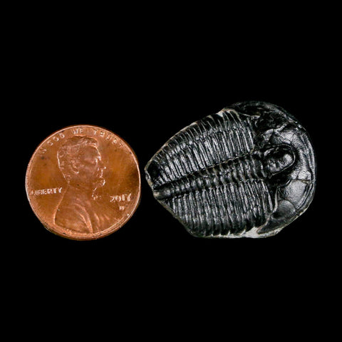 1.1" Elrathia Kingi Trilobite Fossil Utah Cambrian Age 521 Million Years Old COA - Fossil Age Minerals