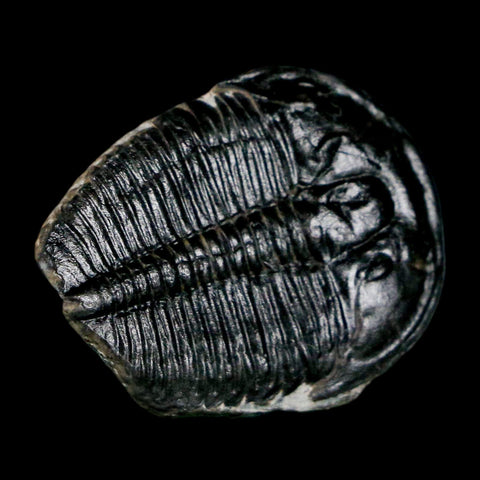 1.1" Elrathia Kingi Trilobite Fossil Utah Cambrian Age 521 Million Years Old COA - Fossil Age Minerals