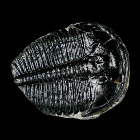 1.1" Elrathia Kingi Trilobite Fossil Utah Cambrian Age 521 Million Years Old COA