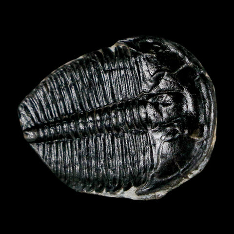 1.1" Elrathia Kingi Trilobite Fossil Utah Cambrian Age 521 Million Years Old COA - Fossil Age Minerals