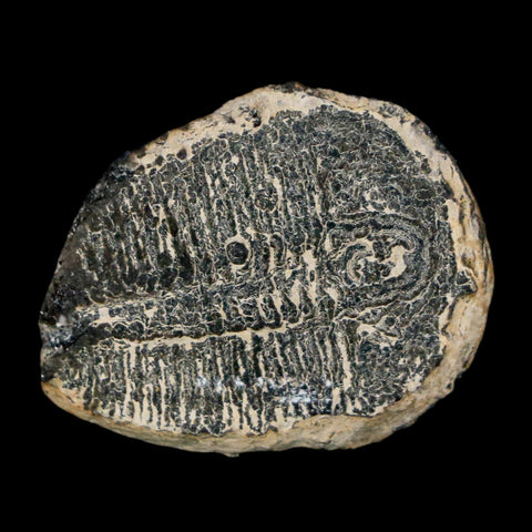 1.1" Elrathia Kingi Trilobite Fossil Utah Cambrian Age 521 Million Years Old COA - Fossil Age Minerals