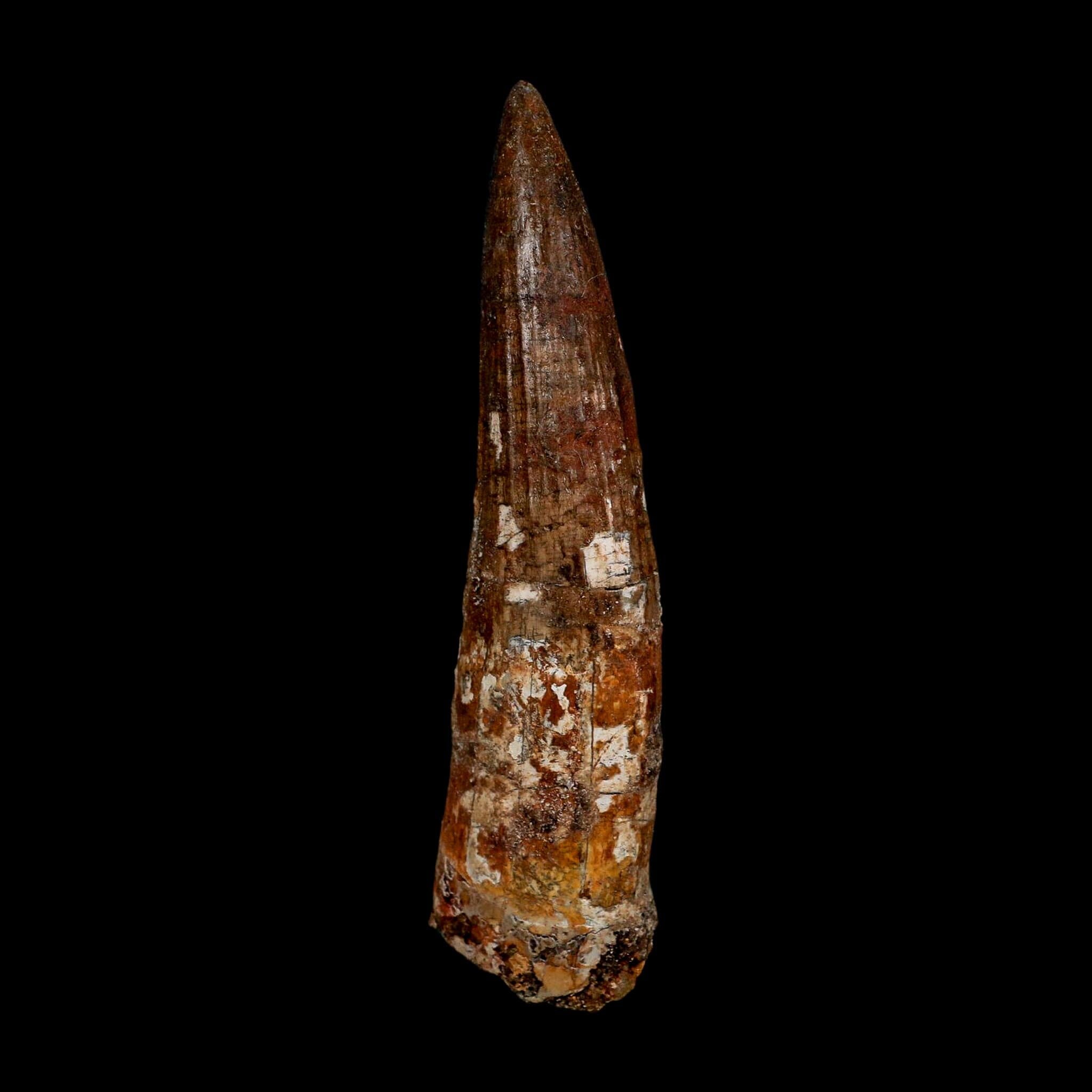XL 4" Spinosaurus Fossil Tooth 100 Million Years Old Cretaceous Dinosaur COA