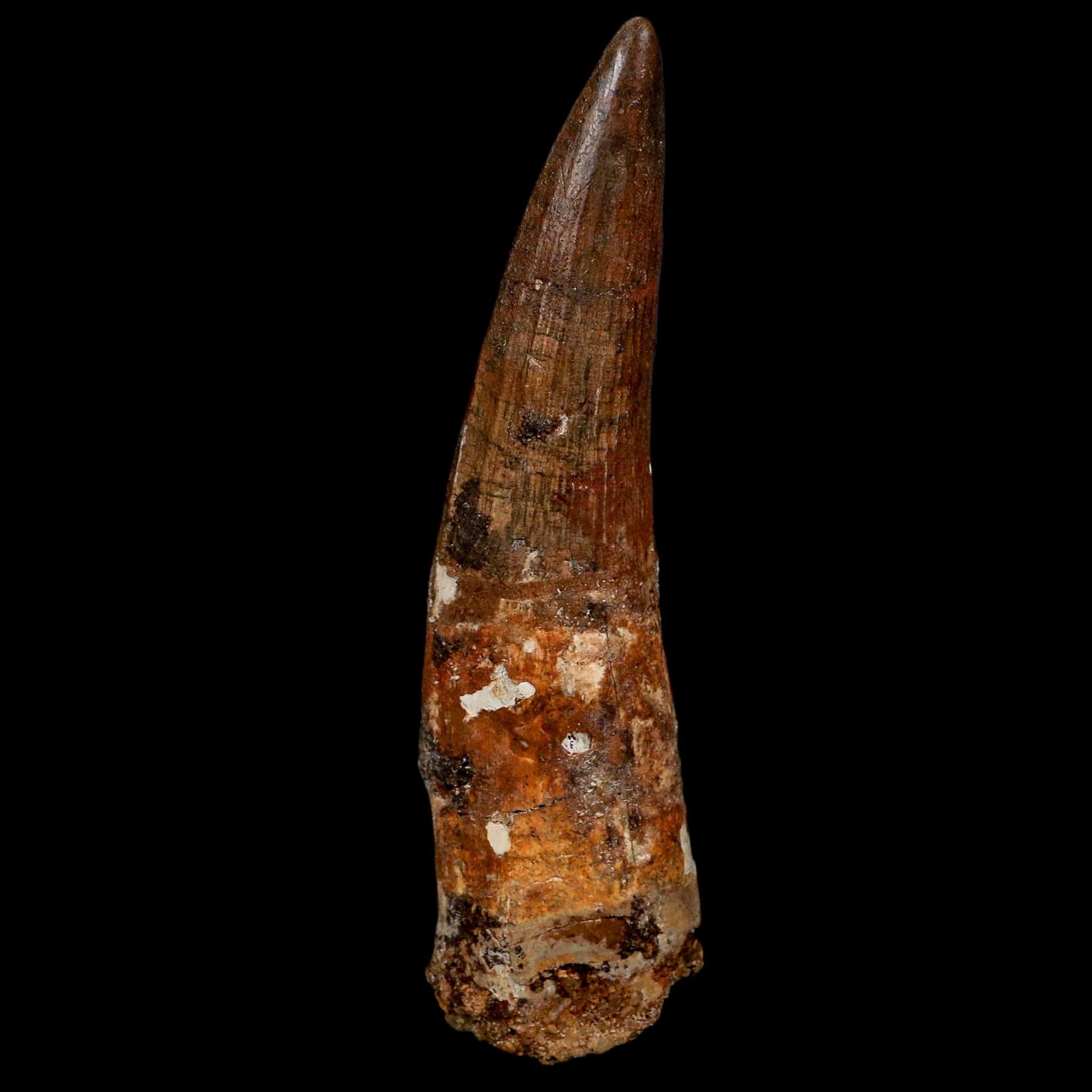 XL 4" Spinosaurus Fossil Tooth 100 Million Years Old Cretaceous Dinosaur COA