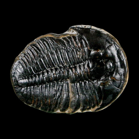 1.1" Elrathia Kingi Trilobite Fossil Utah Cambrian Age 521 Million Years Old COA - Fossil Age Minerals