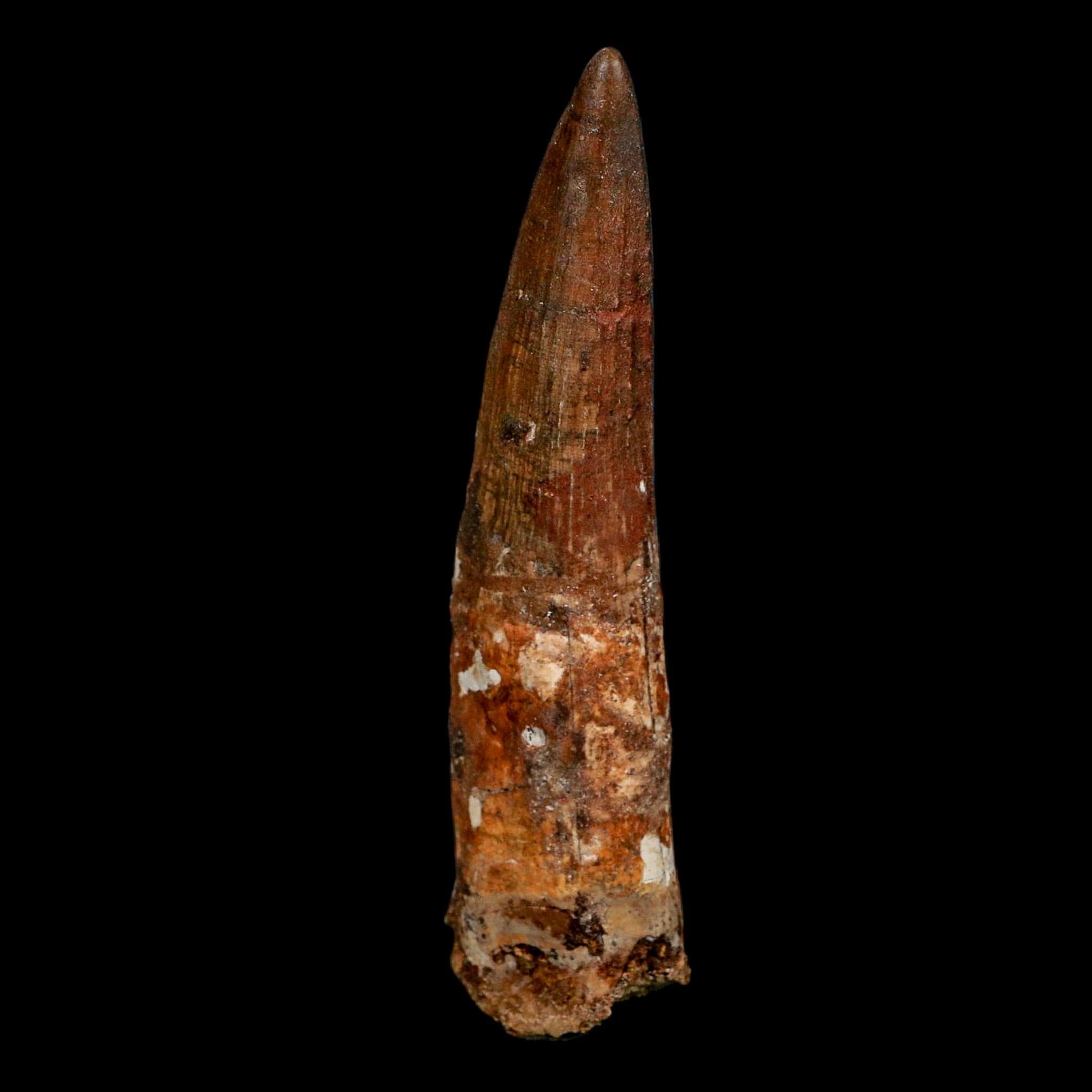 XL 4" Spinosaurus Fossil Tooth 100 Million Years Old Cretaceous Dinosaur COA