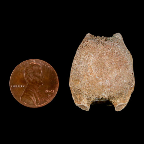 1.2" Mosasaur Fossil Vertebrae Bone Upper Cretaceous Dinosaur Era Morocco COA - Fossil Age Minerals