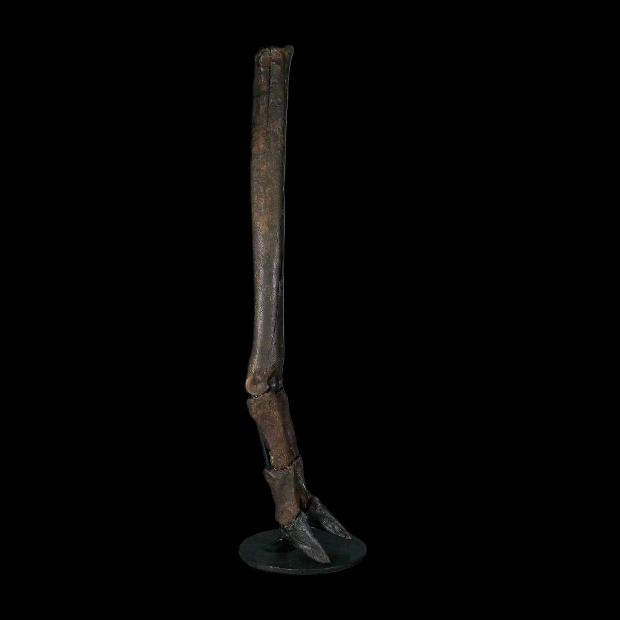 10.4" Odocoileus Virginianus Deer Fossil Leg Bone Pleistocene Age Metal Stand - Fossil Age Minerals