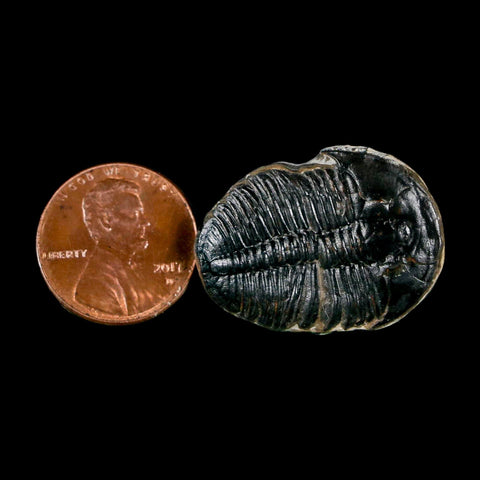 1.1" Elrathia Kingi Trilobite Fossil Utah Cambrian Age 521 Million Years Old COA - Fossil Age Minerals