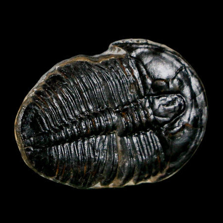 1.1" Elrathia Kingi Trilobite Fossil Utah Cambrian Age 521 Million Years Old COA