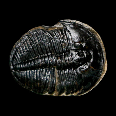 1.1" Elrathia Kingi Trilobite Fossil Utah Cambrian Age 521 Million Years Old COA - Fossil Age Minerals