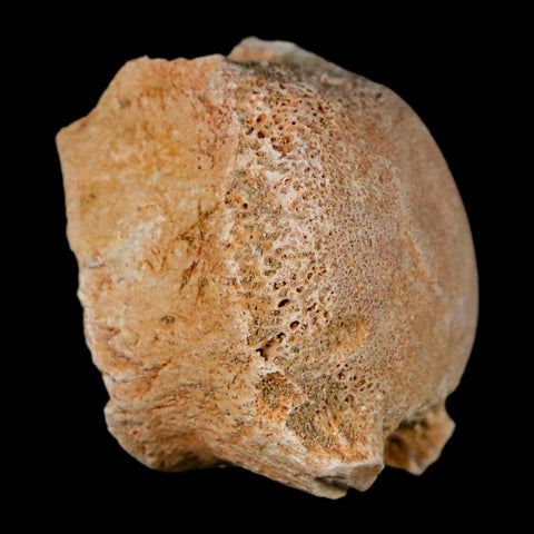 1.2" Mosasaur Fossil Vertebrae Bone Upper Cretaceous Dinosaur Era Morocco COA - Fossil Age Minerals