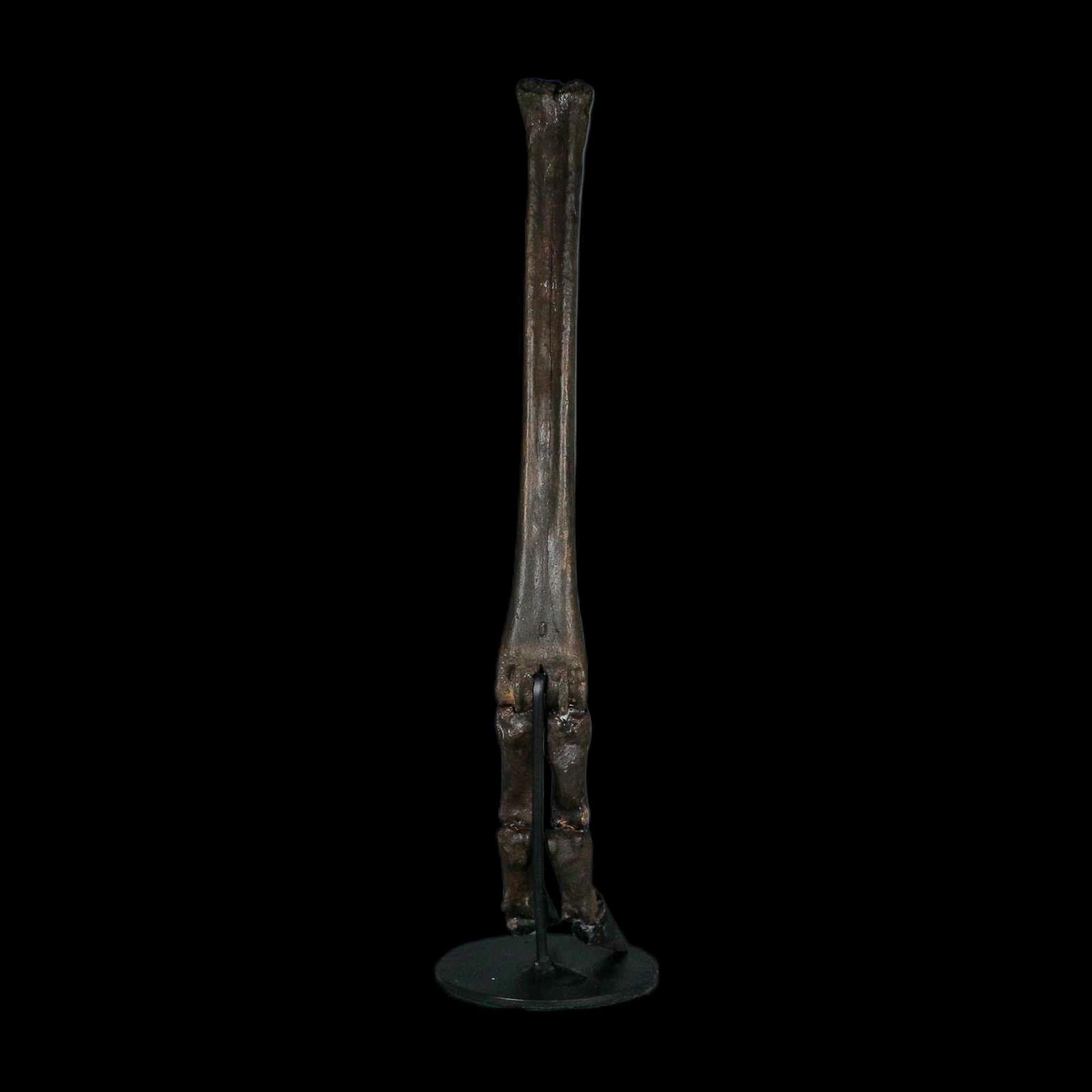 10.4" Odocoileus Virginianus Deer Fossil Leg Bone Pleistocene Age Metal Stand - Fossil Age Minerals
