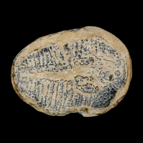 1.1" Elrathia Kingi Trilobite Fossil Utah Cambrian Age 521 Million Years Old COA - Fossil Age Minerals